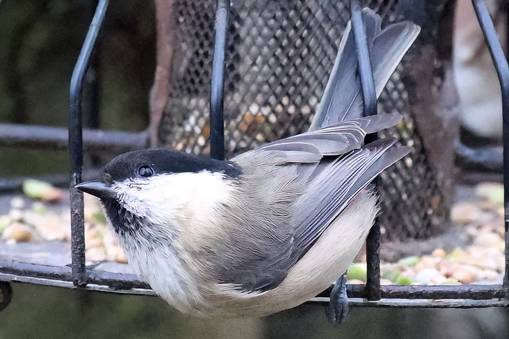 Willow tit